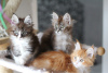 Photo №4. I will sell maine coon in the city of Тилбург. private announcement - price - 317$