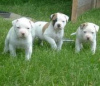 Photo №3. Miniature schnauzer puppies, small dog. Russian Federation