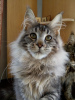 Photo №2 to announcement № 9946 for the sale of maine coon - buy in Russian Federation from nursery