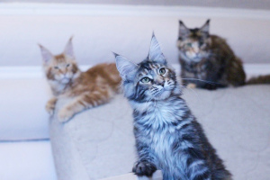 Photo №4. I will sell maine coon in the city of Pskov. from nursery, breeder - price - Negotiated