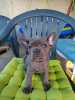 Photo №1. french bulldog - for sale in the city of Ньиредьхаза | 792$ | Announcement № 62982