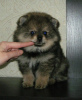 Additional photos: Pomeranian Spitz, sable puppies!