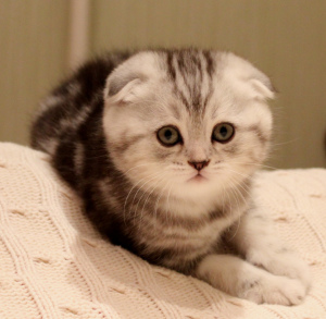 Photo №1. scottish fold - for sale in the city of Astana | 300$ | Announcement № 491