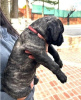 Photo №1. perro de presa canario - for sale in the city of Milan | 370$ | Announcement № 110965