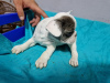 Additional photos: French bulldog puppies for sale