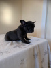 Photo №3. Lovely Vaccinated French Bulldog available now. Germany