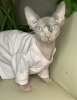 Photo №1. sphynx-katze - for sale in the city of Yaroslavl | 608$ | Announcement № 13292