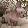 Photo №1. sphynx cat - for sale in the city of Straubing | 211$ | Announcement № 111064