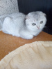 Photo №2 to announcement № 10013 for the sale of scottish fold - buy in Ukraine private announcement