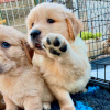 Photo №1. golden retriever - for sale in the city of Bern | negotiated | Announcement № 123449