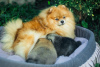 Photo №1. pomeranian - for sale in the city of Vitebsk | 1757$ | Announcement № 7797