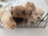 Photo №3. Cute, fluffy and playful Chow Chow puppies!. United Arab Emirates