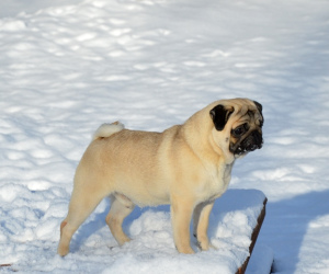 Photo №2 to announcement № 5201 for the sale of pug - buy in Russian Federation from nursery