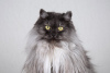 Photo №3. Fluffy beauty cat Delphine.. Russian Federation