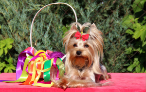 Photo №1. yorkshire terrier - for sale in the city of Saratov | negotiated | Announcement № 3073