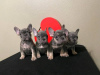 Photo №3. Beautiful french bulldog puppies  Business WhatsApp 37256062792. Finland