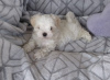 Photo №3. Lovebug Home raised Maltese puppies,. Austria