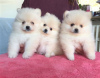 Photo №3. Purebred Pomeranian. United States