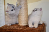 Photo №3. Lovely British shorthair kittens with home training for sale. Germany