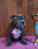 Photo №1. american bully - for sale in the city of Lviv | 2000$ | Announcement № 33345