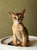 Photo №3. Abyssinian kittens. Belarus