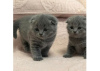 Photo №1. scottish fold - for sale in the city of Кортрейк | Is free | Announcement № 105583