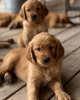 Photo №1. golden retriever - for sale in the city of Dusseldorf | 660$ | Announcement № 110033