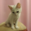 Additional photos: Kitten girl 2,5 months
