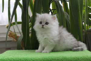 Photo №3. British kittens. Russian Federation