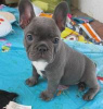 Photo №1. french bulldog - for sale in the city of Vilnius | negotiated | Announcement № 91612