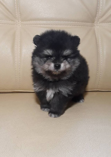 Photo №4. I will sell pomeranian in the city of Minsk. private announcement, breeder - price - 400$