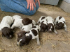 Additional photos: Drathaar puppies
