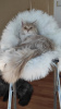 Photo №4. I will sell maine coon in the city of New York. from nursery - price - negotiated