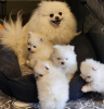 Photo №4. I will sell pomeranian in the city of Lübeck. private announcement - price - 380$