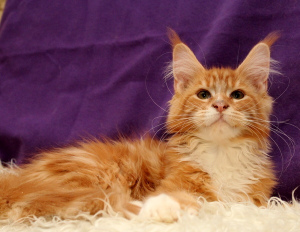 Photo №1. maine coon - for sale in the city of St. Petersburg | negotiated | Announcement № 3051