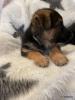 Photo №2 to announcement № 86080 for the sale of german shepherd - buy in United Kingdom private announcement