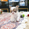 Photo №1. chihuahua - for sale in the city of Deutsch-Wagram | negotiated | Announcement № 91580