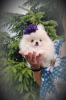 Photo №1. pomeranian - for sale in the city of Minsk | 208$ | Announcement № 109204