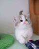 Photo №1. british shorthair - for sale in the city of Гамбург | negotiated | Announcement № 100387