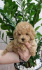 Photo №2 to announcement № 98721 for the sale of poodle (toy) - buy in Serbia breeder