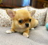 Photo №2 to announcement № 127537 for the sale of chihuahua - buy in Finland private announcement