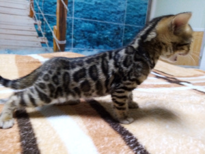Photo №4. I will sell bengal cat in the city of Rostov-on-Don. from nursery - price - 435$