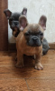 Photo №2 to announcement № 42258 for the sale of french bulldog - buy in Germany private announcement