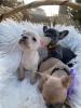Photo №1. french bulldog - for sale in the city of Lyon | Is free | Announcement № 17018