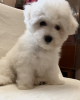 Photo №3. Bichon Frize puppies. Germany