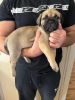 Additional photos: Bullmastiff puppies