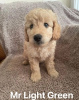 Photo №2 to announcement № 67881 for the sale of non-pedigree dogs - buy in United States private announcement
