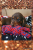 Photo №1. dachshund - for sale in the city of Калифорния Сити | 1065$ | Announcement № 15456