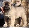 Photo №2 to announcement № 37351 for the sale of caucasian shepherd dog - buy in Serbia breeder