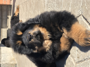 Photo №2 to announcement № 6192 for the sale of tibetan mastiff - buy in Russian Federation breeder